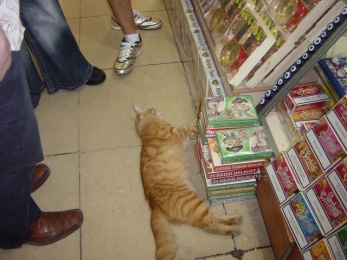 cat-sleeping-in-bazaar.jpg